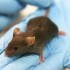 Recherche: le THC a des effets positifs sur le métabolisme chez des rats diabétiques